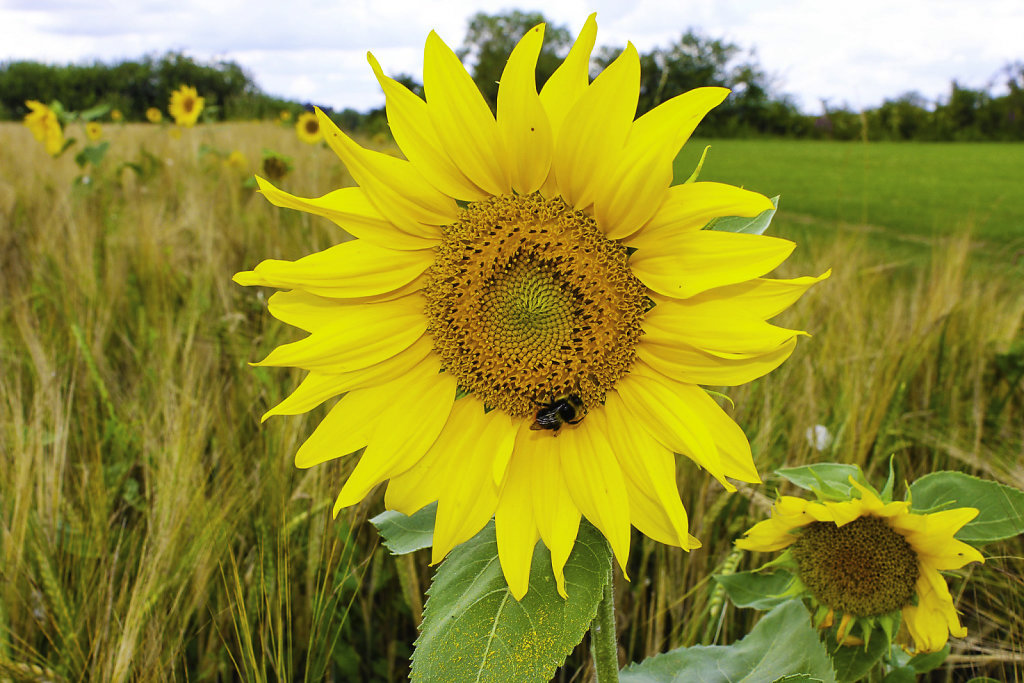 tournesol01.jpg